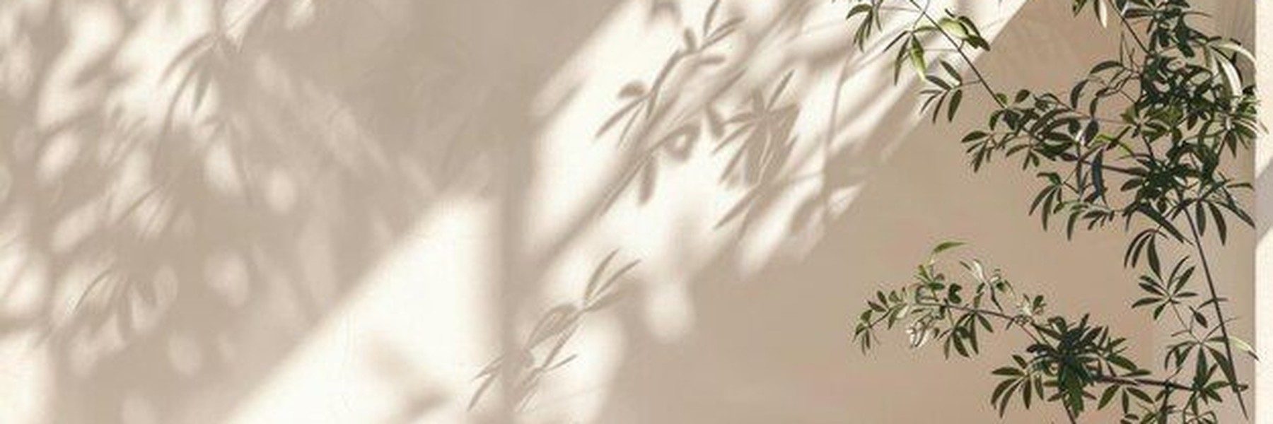 Sombra de folhagem numa parede clara, em luz de fim de tarde